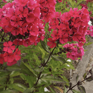 Bright pink flowers blooming on a green leafy plant.